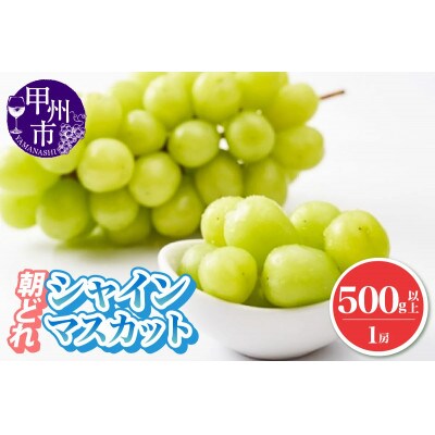【2025年発送】朝どれ シャインマスカット 1房(500g以上)  農家直送(IS)A08-465