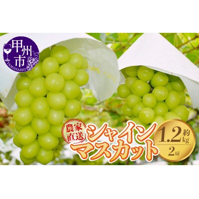 【2025年発送】さんちゃんファームのシャインマスカット2房 (計 約1.2kg)　B-152