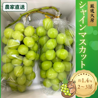 厳選大房シャインマスカット 秀品 2～3房 約1.4kg【2026年発送】 贈答