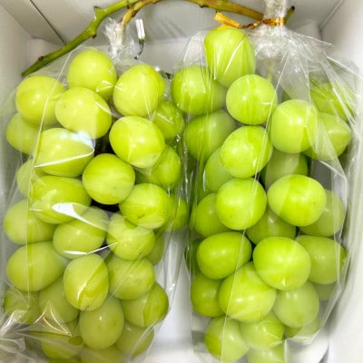 厳選大房シャインマスカット　秀品　2～3房 約1.4kg【2026年発送】　贈答用にもお勧めです!