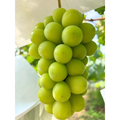 厳選大房シャインマスカット　秀品　4～6房 約3.5kg【2026年発送】　贈答用にもお勧めです!