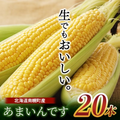 令和7年発送 北海道産 とうもろこし あまいんです 20本 /朝採れ 一番果