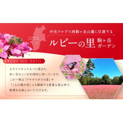 高嶺ルビーはちみつ120g　3本セット