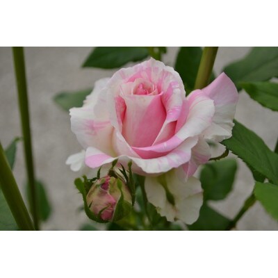 薔薇『クロード・モネ』【北川村モネの庭マルモッタン】