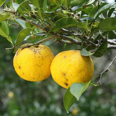 北川村ゆずぽん酢「実生」300ml×3本