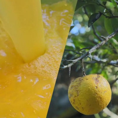 北川村クラフトゆずシロップ　300ml×3本