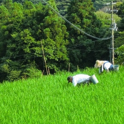 北川村の米《維新の風》[5kg×3袋]