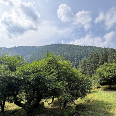 北川村のゆずこしょうキッド
