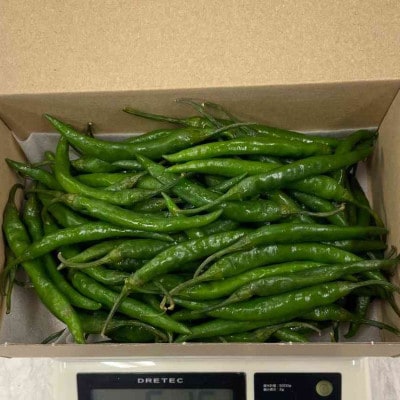 【冷凍】北川村の青唐辛子500g(2026年産)