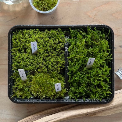 【テラリウム用】苔弁当 (苔のみ)