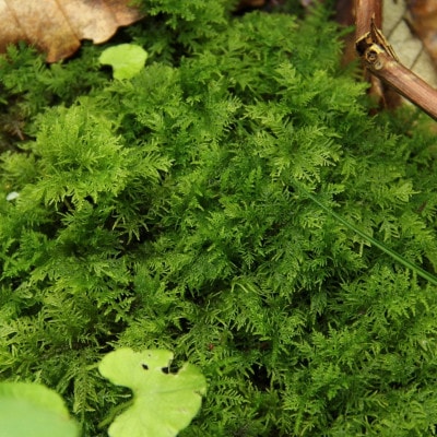 【テラリウム用】苔弁当 (苔のみ)