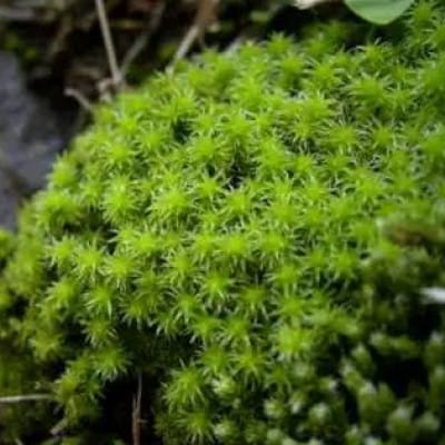 【テラリウム用】苔弁当 (苔のみ)