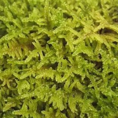 【テラリウム用】苔弁当 (苔のみ)