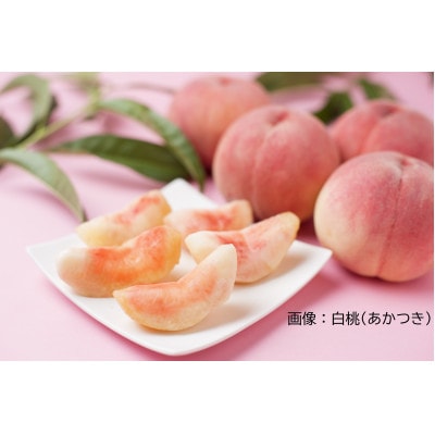【25年7月より発送】福島県伊達市産 旬のもも(白桃・品種おまかせ) 約1kg(3～5玉)