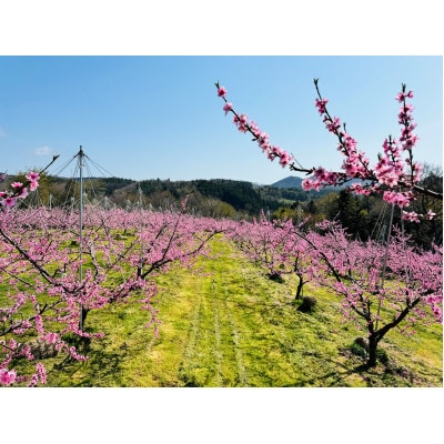 【25年7月より発送】福島県伊達市産 旬のもも(白桃・品種おまかせ) 約1kg(3～5玉)