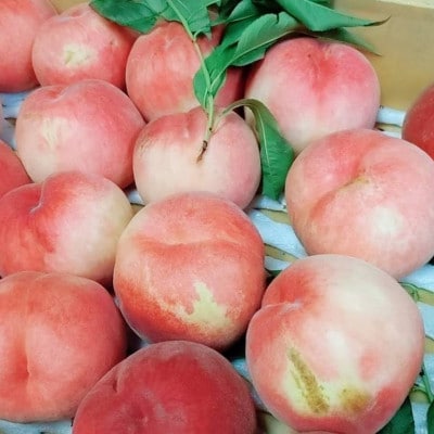 伊達市産 家庭用 桃 約3kg 品種おまかせ(9～14玉)