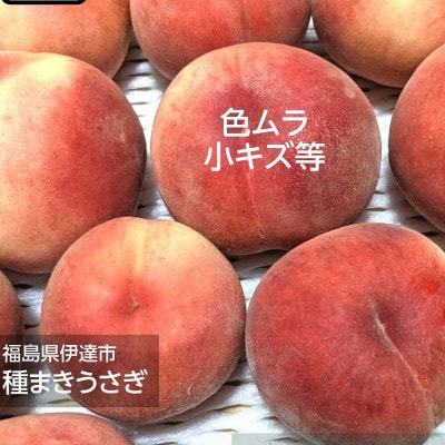 伊達市産 家庭用 桃 約3kg 品種おまかせ(9～14玉)