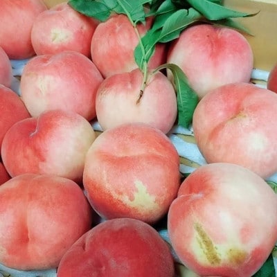 伊達市産 家庭用 桃 約5kg 品種おまかせ(14～23玉)