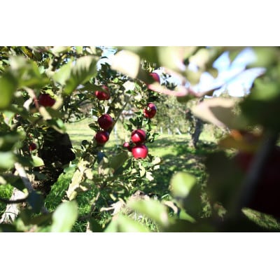 べにこはく 伊達市産りんご 2.5kg