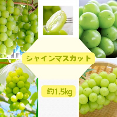 <2025年秋発送>大人気!福島県伊達市産 シャインマスカット 約1.5kg(2～4房)