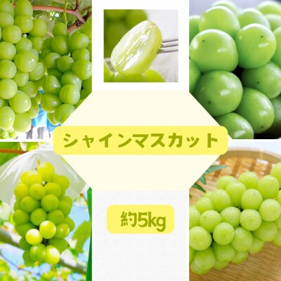 <2025年9月より順次発送>大人気!福島県伊達市産 シャインマスカット 約5kg(8～13房)