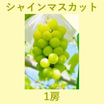 2026年秋発送　大人気!福島県伊達市産 シャインマスカット 1房分約600g以上