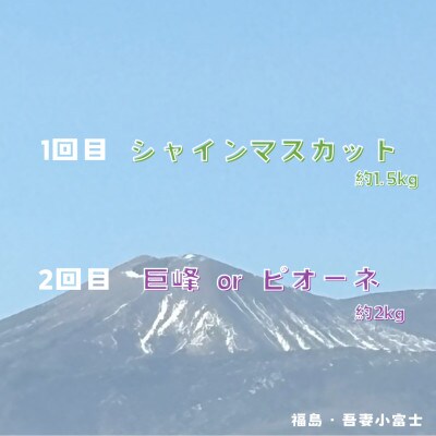 【定期便】伊達なフルーツ定期便(ぶどう2種　シャインマスカットと巨峰orピオーネ)全2回