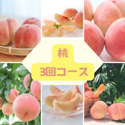 【定期便】福島の桃 3回桃が届く!伊達な桃3種の定期便 計6kg全3回
