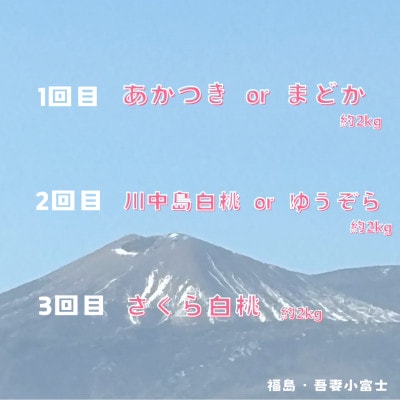 【定期便】福島の桃 3回桃が届く!伊達な桃3種の定期便 計6kg全3回