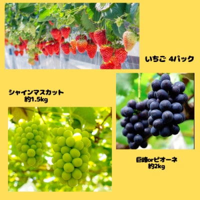 【発送月固定定期便】【2025年3月から発送】伊達なフルーツ定期便(いちご・ぶどう2種)　全3回