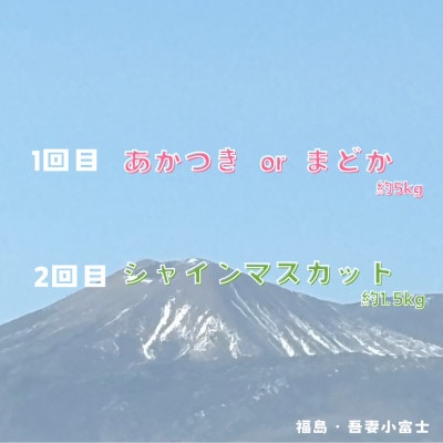 【発送月固定定期便】【令和7年度発送】伊達のフルーツ2種 ももとシャインマスカット計6.5kg全2回
