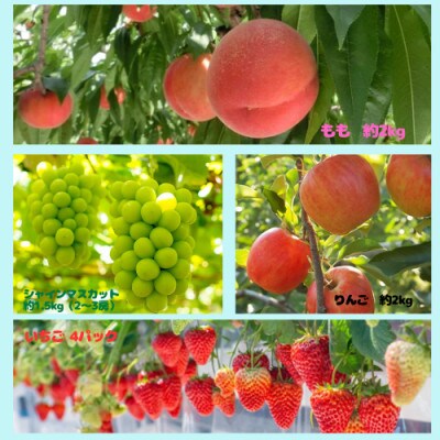 【発送月固定定期便】伊達のフルーツ 4種 お届け便もも・シャイマスカット・りんご・いちご　大全4回