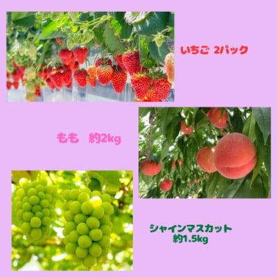 【発送月固定定期便】伊達のフルーツ3種いちごともも(2kg)とシャインマスカット(1.5kg)全3回