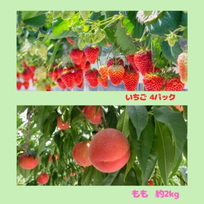 【発送月固定定期便】伊達のフルーツ 2種お届け便いちご・もも全2回