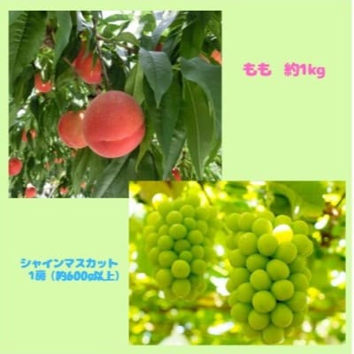 【発送月固定定期便】伊達のフルーツ2種お届け便もも・シャインマスカット全2回