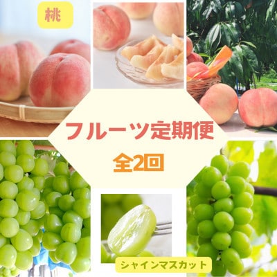 【発送月固定定期便】伊達のフルーツ2種ももとシャインマスカット計6.5kg全2回