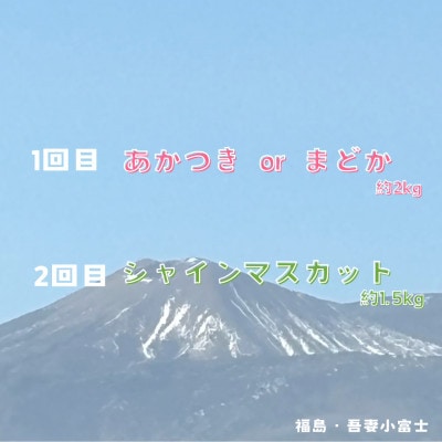 【発送月固定定期便】伊達のフルーツ2種ももとシャインマスカット計3.5kg全2回