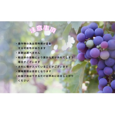 【発送月固定定期便】伊達なフルーツ定期便(いちご・ぶどう2種)全3回