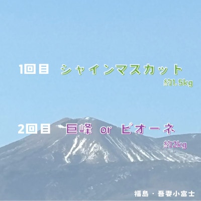 【発送月固定定期便】伊達なフルーツ定期便 シャインマスカットと巨峰orピオーネ全2回