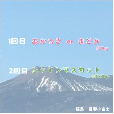 【2週間毎定期便】桃とシャインマスカットの定期便 計3kg全2回
