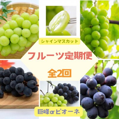 【2週間毎定期便】伊達なフルーツ定期便　ぶどう2種(シャインマスカットと巨峰orピオーネ)全2回