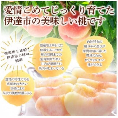 先行予約 福島の桃 日川白鳳 2kg(6～10玉)【あかい果樹園】 F20C-447