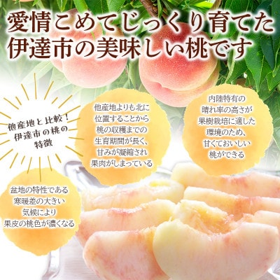 【先行予約】 福島産 桃 【新品種の桃】スイートインパクト 3玉 【高橋もも園】 F20C-610