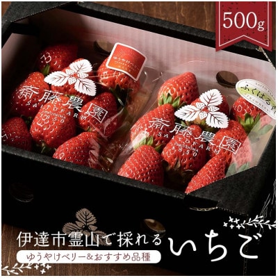 伊達市霊山で採れるいちご2種類詰め合わせ500g(ゆうやけベリー&おすすめ品種)F21C-216