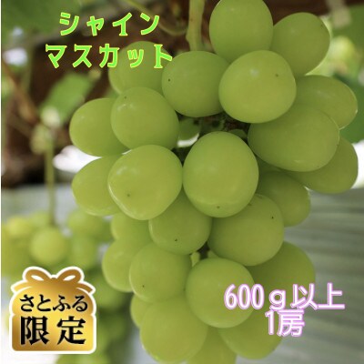 【さとふる限定】シャインマスカット 600g以上1房 福島県産