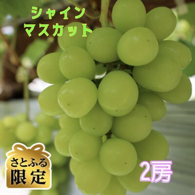 【さとふる限定】シャインマスカット 2房【2026年発送】
