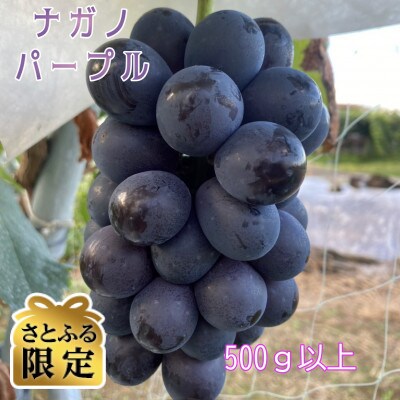 【さとふる限定】ナガノパープル 皮ごと食べられる500g以上