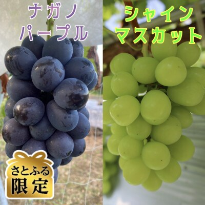 【さとふる限定】ナガノパープルとシャインマスカット計900gセット