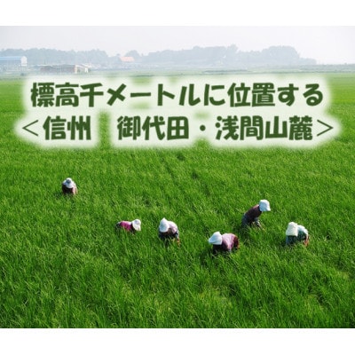 【創業55年の老舗そば】みよたとろろ1セット24人前(250g×8袋)