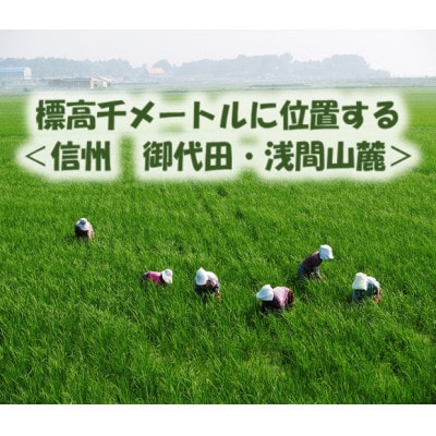【信州そば三昧】3種食べ比べAセット24人前(250g×8袋)